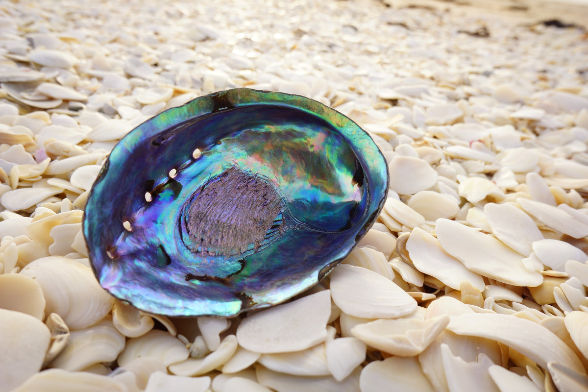 Paua Shell - New Zealand’s Hidden Treasure – Chatham Island Food Company