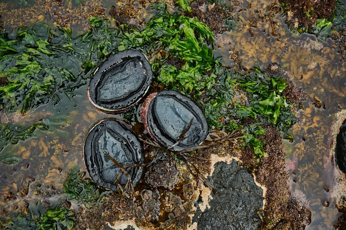 Cooking with Paua – Chatham Island Food Company